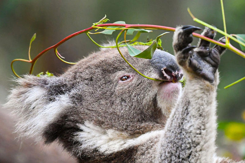 Koalas have fingerprints Koalas have fingerprints, Giraffes hum, Platypuses swim with their eyes closed, Sloths digest food for a month, Giant pandas have a unique mating ritual, Axolotls never reach adulthood, Magpies are self-aware, Orangutans are carpenters, Capuchin monkeys cover themselves with urine to seduce a mate, Elephants are capable of empathy and comfort, Otters hold hands while sleeping, Wombats have cubic excrement, Octopuses hit fish, Prairie dogs kiss, Armadillos always have litters of four identical babies, Bats give birth upside down, Beluga whales go through menopause, Lorises produce venom that is toxic to humans, Flamingos eat upside down, Jellyfish are immortal