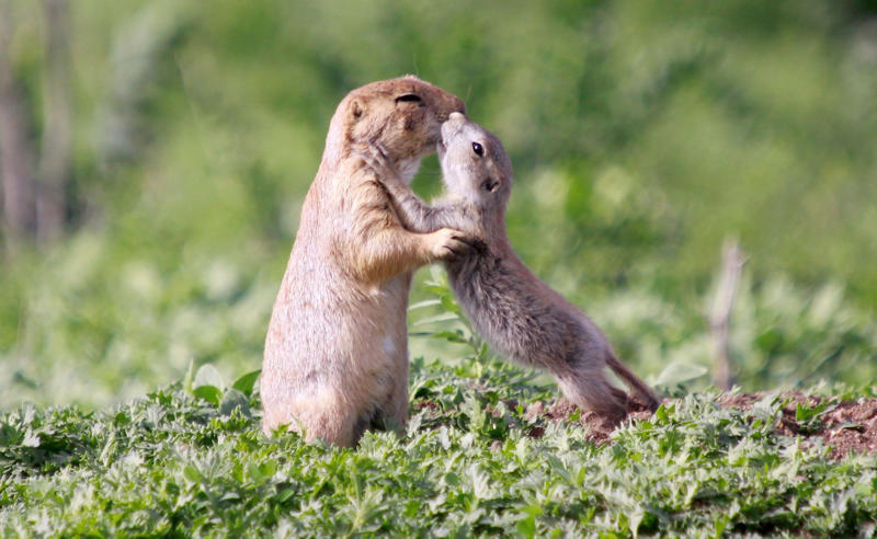 Prairie dogs kiss Koalas have fingerprints, Giraffes hum, Platypuses swim with their eyes closed, Sloths digest food for a month, Giant pandas have a unique mating ritual, Axolotls never reach adulthood, Magpies are self-aware, Orangutans are carpenters, Capuchin monkeys cover themselves with urine to seduce a mate, Elephants are capable of empathy and comfort, Otters hold hands while sleeping, Wombats have cubic excrement, Octopuses hit fish, Prairie dogs kiss, Armadillos always have litters of four identical babies, Bats give birth upside down, Beluga whales go through menopause, Lorises produce venom that is toxic to humans, Flamingos eat upside down, Jellyfish are immortal