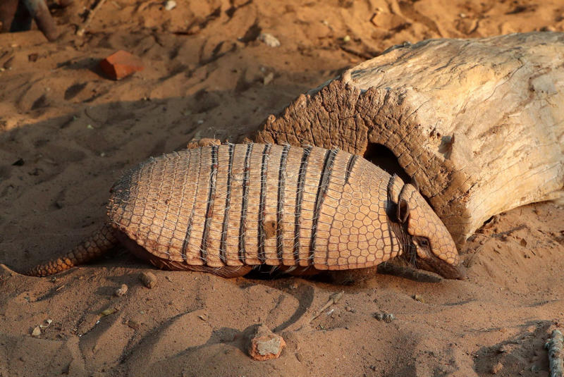 Armadillos always have litters of four identical babies Koalas have fingerprints, Giraffes hum, Platypuses swim with their eyes closed, Sloths digest food for a month, Giant pandas have a unique mating ritual, Axolotls never reach adulthood, Magpies are self-aware, Orangutans are carpenters, Capuchin monkeys cover themselves with urine to seduce a mate, Elephants are capable of empathy and comfort, Otters hold hands while sleeping, Wombats have cubic excrement, Octopuses hit fish, Prairie dogs kiss, Armadillos always have litters of four identical babies, Bats give birth upside down, Beluga whales go through menopause, Lorises produce venom that is toxic to humans, Flamingos eat upside down, Jellyfish are immortal