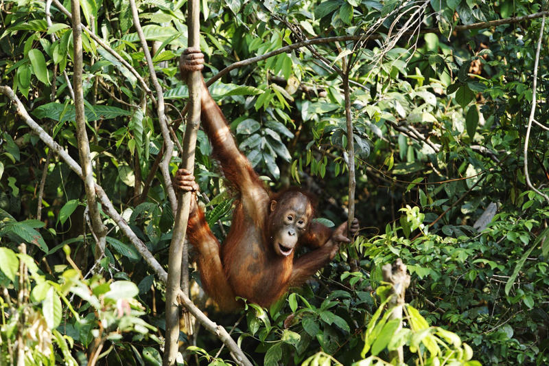 Orangutans are carpenters Koalas have fingerprints, Giraffes hum, Platypuses swim with their eyes closed, Sloths digest food for a month, Giant pandas have a unique mating ritual, Axolotls never reach adulthood, Magpies are self-aware, Orangutans are carpenters, Capuchin monkeys cover themselves with urine to seduce a mate, Elephants are capable of empathy and comfort, Otters hold hands while sleeping, Wombats have cubic excrement, Octopuses hit fish, Prairie dogs kiss, Armadillos always have litters of four identical babies, Bats give birth upside down, Beluga whales go through menopause, Lorises produce venom that is toxic to humans, Flamingos eat upside down, Jellyfish are immortal