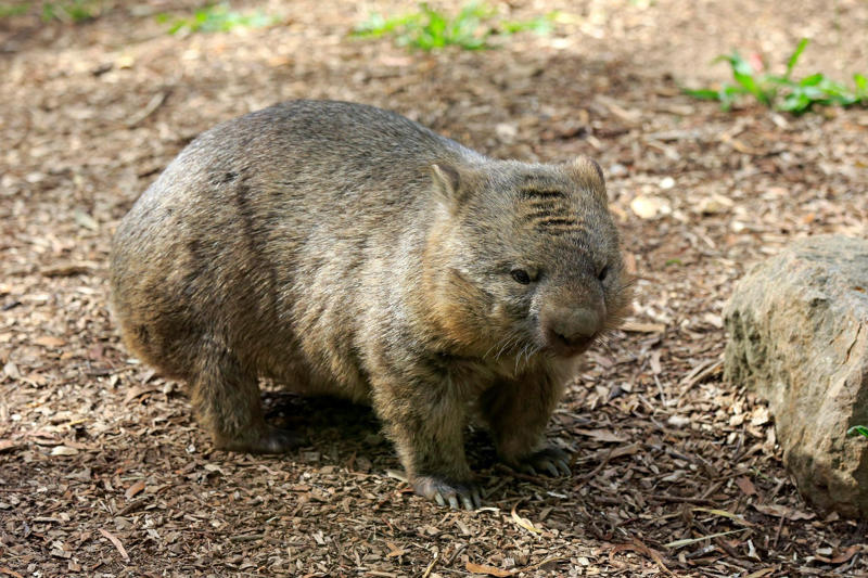 Wombats have cubic excrement Koalas have fingerprints, Giraffes hum, Platypuses swim with their eyes closed, Sloths digest food for a month, Giant pandas have a unique mating ritual, Axolotls never reach adulthood, Magpies are self-aware, Orangutans are carpenters, Capuchin monkeys cover themselves with urine to seduce a mate, Elephants are capable of empathy and comfort, Otters hold hands while sleeping, Wombats have cubic excrement, Octopuses hit fish, Prairie dogs kiss, Armadillos always have litters of four identical babies, Bats give birth upside down, Beluga whales go through menopause, Lorises produce venom that is toxic to humans, Flamingos eat upside down, Jellyfish are immortal