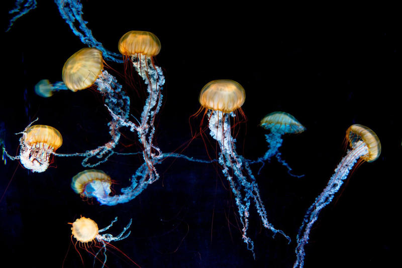 Jellyfish are immortal Koalas have fingerprints, Giraffes hum, Platypuses swim with their eyes closed, Sloths digest food for a month, Giant pandas have a unique mating ritual, Axolotls never reach adulthood, Magpies are self-aware, Orangutans are carpenters, Capuchin monkeys cover themselves with urine to seduce a mate, Elephants are capable of empathy and comfort, Otters hold hands while sleeping, Wombats have cubic excrement, Octopuses hit fish, Prairie dogs kiss, Armadillos always have litters of four identical babies, Bats give birth upside down, Beluga whales go through menopause, Lorises produce venom that is toxic to humans, Flamingos eat upside down, Jellyfish are immortal