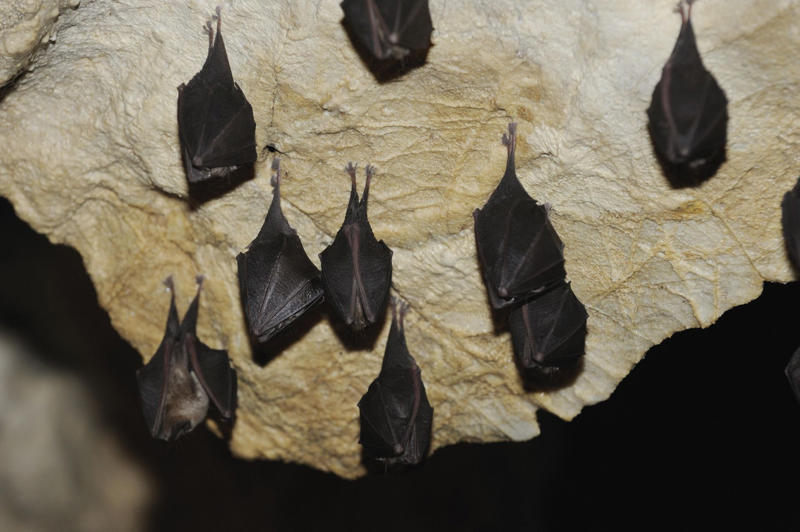 Bats give birth upside down Koalas have fingerprints, Giraffes hum, Platypuses swim with their eyes closed, Sloths digest food for a month, Giant pandas have a unique mating ritual, Axolotls never reach adulthood, Magpies are self-aware, Orangutans are carpenters, Capuchin monkeys cover themselves with urine to seduce a mate, Elephants are capable of empathy and comfort, Otters hold hands while sleeping, Wombats have cubic excrement, Octopuses hit fish, Prairie dogs kiss, Armadillos always have litters of four identical babies, Bats give birth upside down, Beluga whales go through menopause, Lorises produce venom that is toxic to humans, Flamingos eat upside down, Jellyfish are immortal