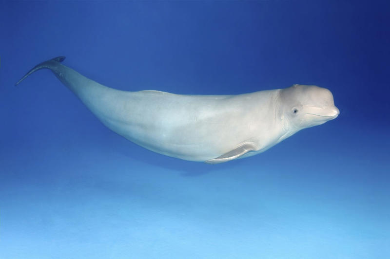 Beluga whales go through menopause Koalas have fingerprints, Giraffes hum, Platypuses swim with their eyes closed, Sloths digest food for a month, Giant pandas have a unique mating ritual, Axolotls never reach adulthood, Magpies are self-aware, Orangutans are carpenters, Capuchin monkeys cover themselves with urine to seduce a mate, Elephants are capable of empathy and comfort, Otters hold hands while sleeping, Wombats have cubic excrement, Octopuses hit fish, Prairie dogs kiss, Armadillos always have litters of four identical babies, Bats give birth upside down, Beluga whales go through menopause, Lorises produce venom that is toxic to humans, Flamingos eat upside down, Jellyfish are immortal