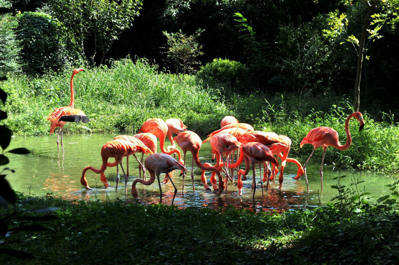 Flamingos eat upside down Koalas have fingerprints, Giraffes hum, Platypuses swim with their eyes closed, Sloths digest food for a month, Giant pandas have a unique mating ritual, Axolotls never reach adulthood, Magpies are self-aware, Orangutans are carpenters, Capuchin monkeys cover themselves with urine to seduce a mate, Elephants are capable of empathy and comfort, Otters hold hands while sleeping, Wombats have cubic excrement, Octopuses hit fish, Prairie dogs kiss, Armadillos always have litters of four identical babies, Bats give birth upside down, Beluga whales go through menopause, Lorises produce venom that is toxic to humans, Flamingos eat upside down, Jellyfish are immortal