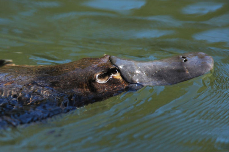 Platypuses swim with their eyes closed Koalas have fingerprints, Giraffes hum, Platypuses swim with their eyes closed, Sloths digest food for a month, Giant pandas have a unique mating ritual, Axolotls never reach adulthood, Magpies are self-aware, Orangutans are carpenters, Capuchin monkeys cover themselves with urine to seduce a mate, Elephants are capable of empathy and comfort, Otters hold hands while sleeping, Wombats have cubic excrement, Octopuses hit fish, Prairie dogs kiss, Armadillos always have litters of four identical babies, Bats give birth upside down, Beluga whales go through menopause, Lorises produce venom that is toxic to humans, Flamingos eat upside down, Jellyfish are immortal