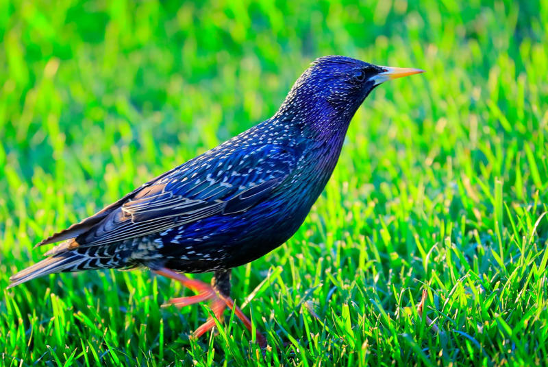 Magpies are self-aware Koalas have fingerprints, Giraffes hum, Platypuses swim with their eyes closed, Sloths digest food for a month, Giant pandas have a unique mating ritual, Axolotls never reach adulthood, Magpies are self-aware, Orangutans are carpenters, Capuchin monkeys cover themselves with urine to seduce a mate, Elephants are capable of empathy and comfort, Otters hold hands while sleeping, Wombats have cubic excrement, Octopuses hit fish, Prairie dogs kiss, Armadillos always have litters of four identical babies, Bats give birth upside down, Beluga whales go through menopause, Lorises produce venom that is toxic to humans, Flamingos eat upside down, Jellyfish are immortal