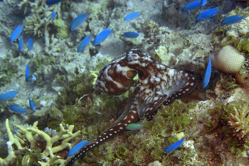 Octopuses hit fish Koalas have fingerprints, Giraffes hum, Platypuses swim with their eyes closed, Sloths digest food for a month, Giant pandas have a unique mating ritual, Axolotls never reach adulthood, Magpies are self-aware, Orangutans are carpenters, Capuchin monkeys cover themselves with urine to seduce a mate, Elephants are capable of empathy and comfort, Otters hold hands while sleeping, Wombats have cubic excrement, Octopuses hit fish, Prairie dogs kiss, Armadillos always have litters of four identical babies, Bats give birth upside down, Beluga whales go through menopause, Lorises produce venom that is toxic to humans, Flamingos eat upside down, Jellyfish are immortal