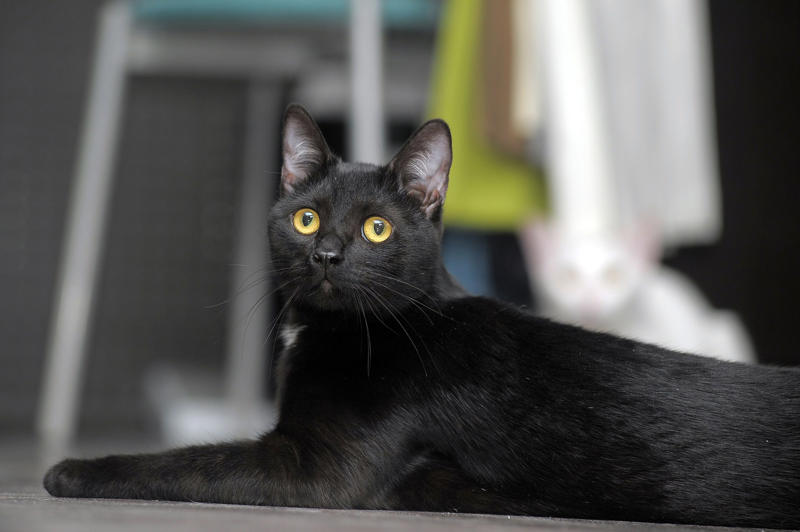 Bombay Devon Rex, American Bobtail, Chartreaux, Khao Manee, American Curl, American Shorthair, Burmilla, RagaMuffin, Russian Blue