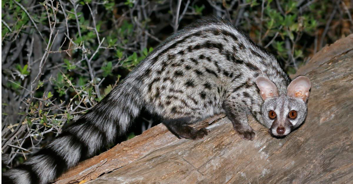 1. Sugar Gliders Are Tiny and Fluffy, 2. Don’t Let Axolotls Fool You, 3. Fennec Foxes Are The Big-Eared Cuties You’ve Been Waiting For, 4. Capybaras Are the World’s Largest Rodents, 5. Kinkajous Are the Cutest Rainforest Mammals, 6. Savannah Cats Can Be Both Wild And Domestic, 7. Macaws Are Beautiful Exotic Birds, 8. Wallabies Are Like Mini Kangaroos, 9. Tarantulas Are The Fuzzy Exotic Pet You Didn’t Know You Needed, 10. Servals Can Leap Like a Boss, 11. Hedgehogs Are Just Tiny Balls of Attitude, 12. Coatimundis: Curious Noses and Mischievous Minds, 13. Marmosets Have Big Energy, 14. Genets Are Always on the Move, 15. Green Tree Pythons Are Stunning Snakes, 16. Bengal Cats Have a Wild Look, 17. Slow Lorises Have Eyes That Will Draw You In