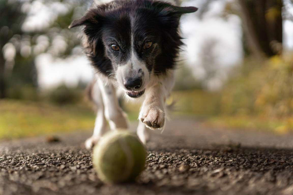 Border Collie Chow Chow, Shetland Sheepdog, Lhasa Apso, Shiba Inu, Tibetan Spaniel, Italian Greyhound, Siberian Husky, Pembroke Welsh Corgi, Spanish Greyhound, Pekingese, Australian Cattle Dog, Schipperke, Miniature Pinscher, Papillon, Shih Tzu, West Highland White Terrier, Lakeland Terrier, Dachshund, Pomerania, Jack Russell Terrier, Schnauzer, Yorkshire Terrier, Border Collie, Boykin Spaniel, Manchester Terrier, Coton de Tulear, Lagotto Romagnolo, Rat Terrier, Chihuahua