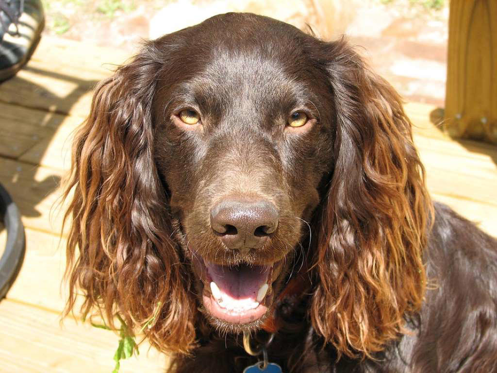 Boykin Spaniel Chow Chow, Shetland Sheepdog, Lhasa Apso, Shiba Inu, Tibetan Spaniel, Italian Greyhound, Siberian Husky, Pembroke Welsh Corgi, Spanish Greyhound, Pekingese, Australian Cattle Dog, Schipperke, Miniature Pinscher, Papillon, Shih Tzu, West Highland White Terrier, Lakeland Terrier, Dachshund, Pomerania, Jack Russell Terrier, Schnauzer, Yorkshire Terrier, Border Collie, Boykin Spaniel, Manchester Terrier, Coton de Tulear, Lagotto Romagnolo, Rat Terrier, Chihuahua