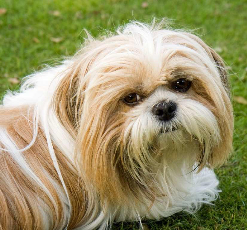 Shih Tzu Chow Chow, Shetland Sheepdog, Lhasa Apso, Shiba Inu, Tibetan Spaniel, Italian Greyhound, Siberian Husky, Pembroke Welsh Corgi, Spanish Greyhound, Pekingese, Australian Cattle Dog, Schipperke, Miniature Pinscher, Papillon, Shih Tzu, West Highland White Terrier, Lakeland Terrier, Dachshund, Pomerania, Jack Russell Terrier, Schnauzer, Yorkshire Terrier, Border Collie, Boykin Spaniel, Manchester Terrier, Coton de Tulear, Lagotto Romagnolo, Rat Terrier, Chihuahua
