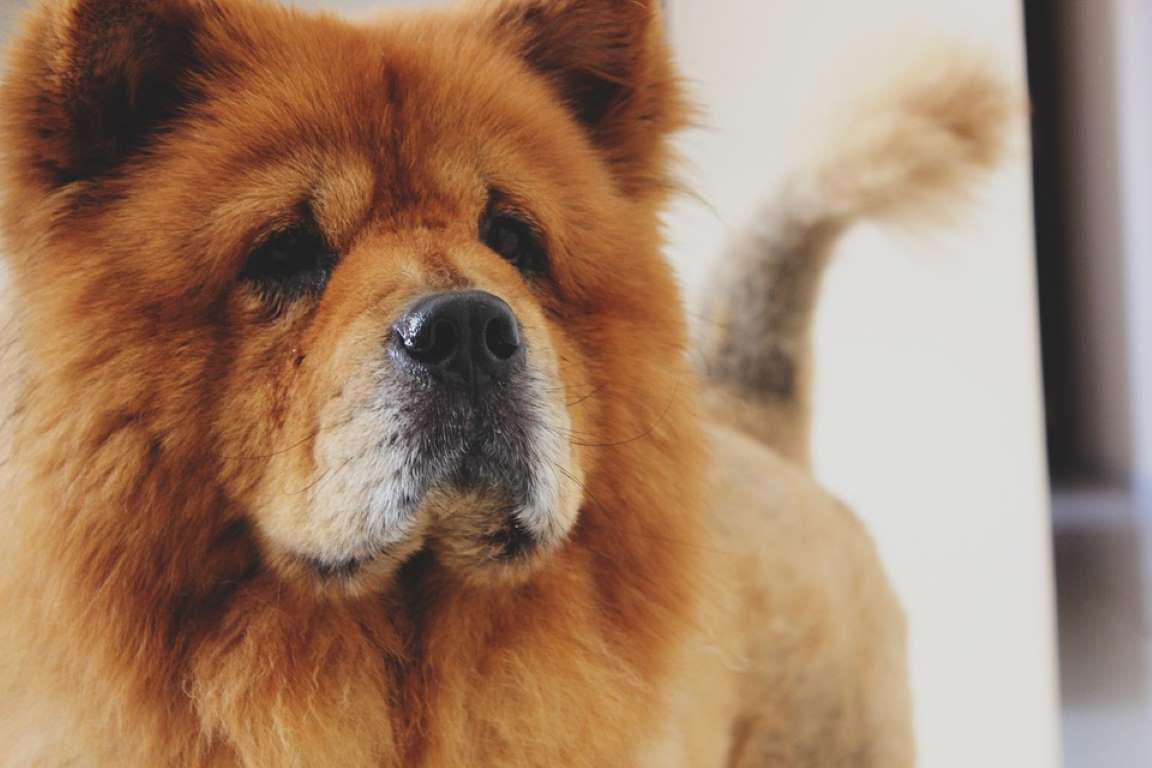 Chow Chow Chow Chow, Shetland Sheepdog, Lhasa Apso, Shiba Inu, Tibetan Spaniel, Italian Greyhound, Siberian Husky, Pembroke Welsh Corgi, Spanish Greyhound, Pekingese, Australian Cattle Dog, Schipperke, Miniature Pinscher, Papillon, Shih Tzu, West Highland White Terrier, Lakeland Terrier, Dachshund, Pomerania, Jack Russell Terrier, Schnauzer, Yorkshire Terrier, Border Collie, Boykin Spaniel, Manchester Terrier, Coton de Tulear, Lagotto Romagnolo, Rat Terrier, Chihuahua