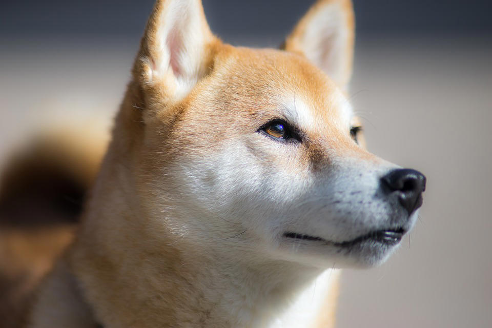 Shiba Inu Chow Chow, Shetland Sheepdog, Lhasa Apso, Shiba Inu, Tibetan Spaniel, Italian Greyhound, Siberian Husky, Pembroke Welsh Corgi, Spanish Greyhound, Pekingese, Australian Cattle Dog, Schipperke, Miniature Pinscher, Papillon, Shih Tzu, West Highland White Terrier, Lakeland Terrier, Dachshund, Pomerania, Jack Russell Terrier, Schnauzer, Yorkshire Terrier, Border Collie, Boykin Spaniel, Manchester Terrier, Coton de Tulear, Lagotto Romagnolo, Rat Terrier, Chihuahua