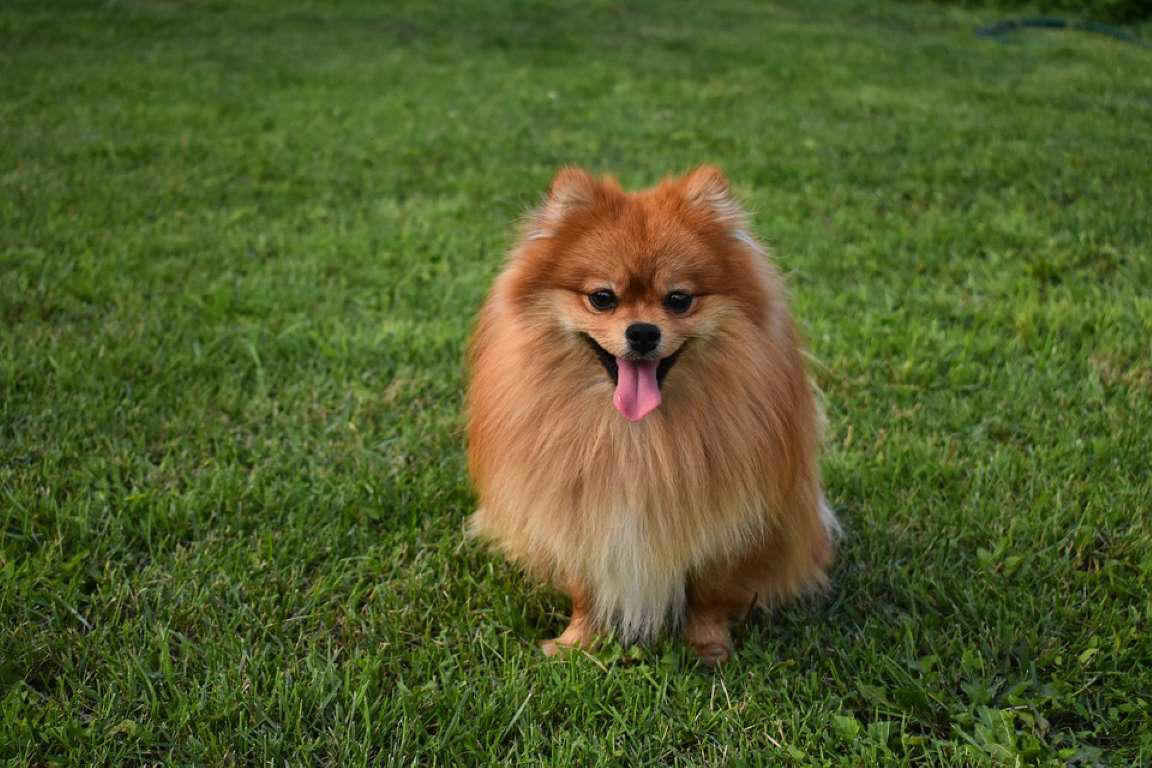Pomerania Chow Chow, Shetland Sheepdog, Lhasa Apso, Shiba Inu, Tibetan Spaniel, Italian Greyhound, Siberian Husky, Pembroke Welsh Corgi, Spanish Greyhound, Pekingese, Australian Cattle Dog, Schipperke, Miniature Pinscher, Papillon, Shih Tzu, West Highland White Terrier, Lakeland Terrier, Dachshund, Pomerania, Jack Russell Terrier, Schnauzer, Yorkshire Terrier, Border Collie, Boykin Spaniel, Manchester Terrier, Coton de Tulear, Lagotto Romagnolo, Rat Terrier, Chihuahua