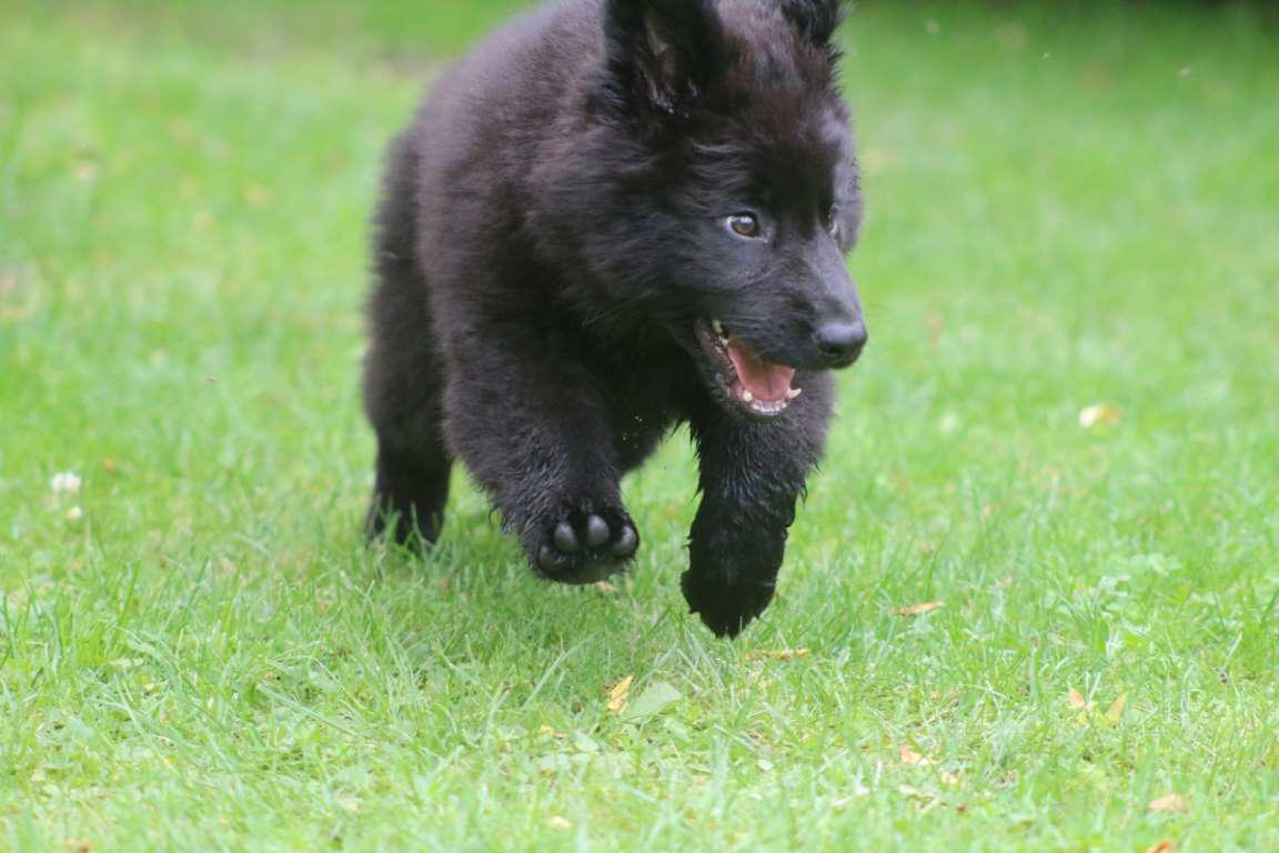 Schipperke Chow Chow, Shetland Sheepdog, Lhasa Apso, Shiba Inu, Tibetan Spaniel, Italian Greyhound, Siberian Husky, Pembroke Welsh Corgi, Spanish Greyhound, Pekingese, Australian Cattle Dog, Schipperke, Miniature Pinscher, Papillon, Shih Tzu, West Highland White Terrier, Lakeland Terrier, Dachshund, Pomerania, Jack Russell Terrier, Schnauzer, Yorkshire Terrier, Border Collie, Boykin Spaniel, Manchester Terrier, Coton de Tulear, Lagotto Romagnolo, Rat Terrier, Chihuahua