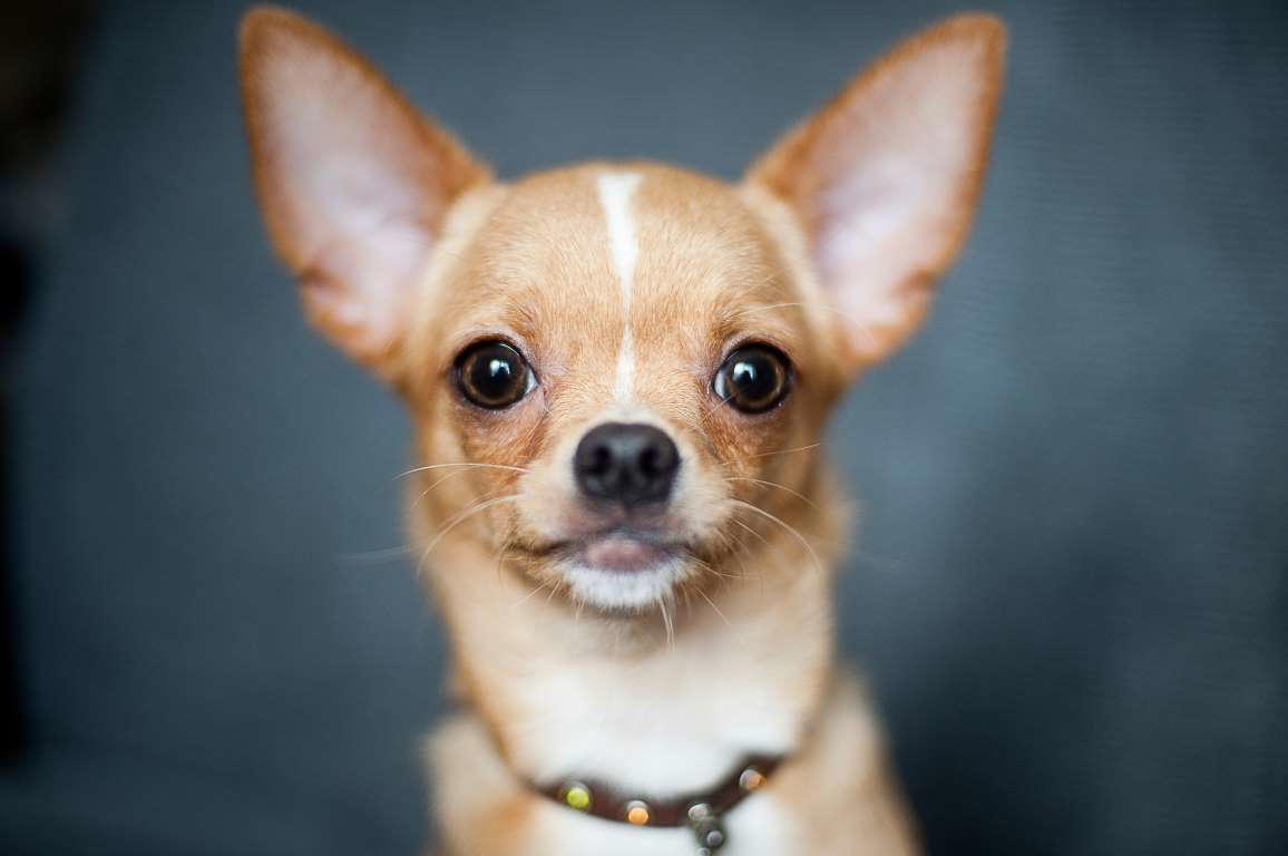 Chihuahua Chow Chow, Shetland Sheepdog, Lhasa Apso, Shiba Inu, Tibetan Spaniel, Italian Greyhound, Siberian Husky, Pembroke Welsh Corgi, Spanish Greyhound, Pekingese, Australian Cattle Dog, Schipperke, Miniature Pinscher, Papillon, Shih Tzu, West Highland White Terrier, Lakeland Terrier, Dachshund, Pomerania, Jack Russell Terrier, Schnauzer, Yorkshire Terrier, Border Collie, Boykin Spaniel, Manchester Terrier, Coton de Tulear, Lagotto Romagnolo, Rat Terrier, Chihuahua