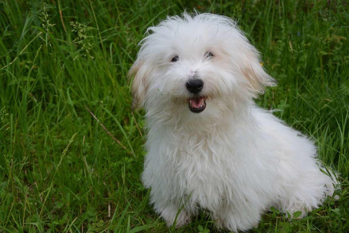 Chow Chow, Shetland Sheepdog, Lhasa Apso, Shiba Inu, Tibetan Spaniel, Italian Greyhound, Siberian Husky, Pembroke Welsh Corgi, Spanish Greyhound, Pekingese, Australian Cattle Dog, Schipperke, Miniature Pinscher, Papillon, Shih Tzu, West Highland White Terrier, Lakeland Terrier, Dachshund, Pomerania, Jack Russell Terrier, Schnauzer, Yorkshire Terrier, Border Collie, Boykin Spaniel, Manchester Terrier, Coton de Tulear, Lagotto Romagnolo, Rat Terrier, Chihuahua