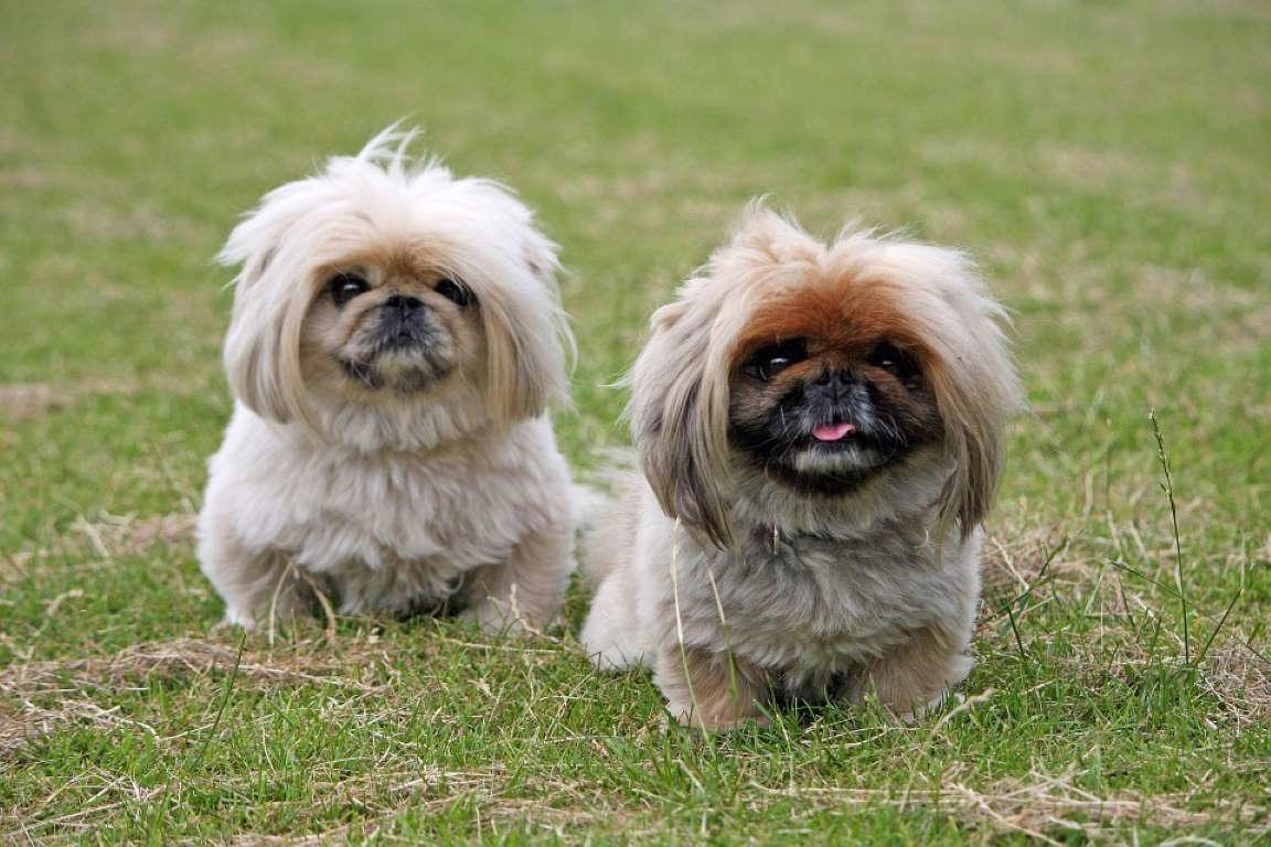 Chow Chow, Shetland Sheepdog, Lhasa Apso, Shiba Inu, Tibetan Spaniel, Italian Greyhound, Siberian Husky, Pembroke Welsh Corgi, Spanish Greyhound, Pekingese, Australian Cattle Dog, Schipperke, Miniature Pinscher, Papillon, Shih Tzu, West Highland White Terrier, Lakeland Terrier, Dachshund, Pomerania, Jack Russell Terrier, Schnauzer, Yorkshire Terrier, Border Collie, Boykin Spaniel, Manchester Terrier, Coton de Tulear, Lagotto Romagnolo, Rat Terrier, Chihuahua