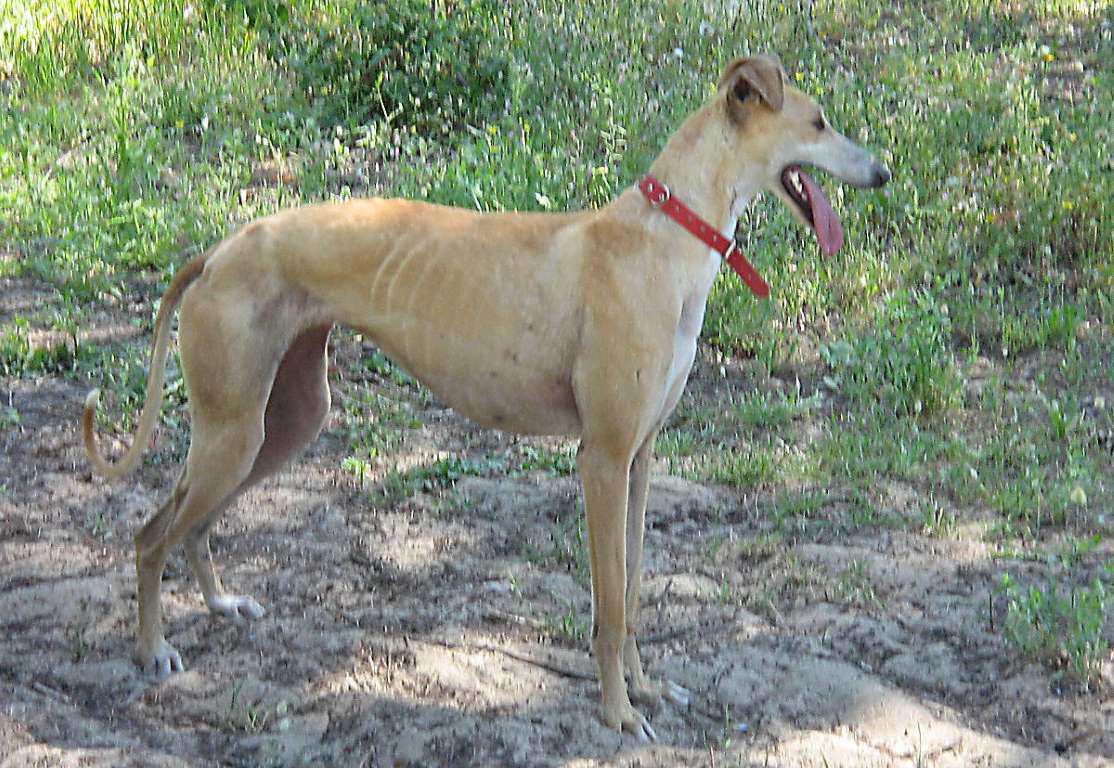 Chow Chow, Shetland Sheepdog, Lhasa Apso, Shiba Inu, Tibetan Spaniel, Italian Greyhound, Siberian Husky, Pembroke Welsh Corgi, Spanish Greyhound, Pekingese, Australian Cattle Dog, Schipperke, Miniature Pinscher, Papillon, Shih Tzu, West Highland White Terrier, Lakeland Terrier, Dachshund, Pomerania, Jack Russell Terrier, Schnauzer, Yorkshire Terrier, Border Collie, Boykin Spaniel, Manchester Terrier, Coton de Tulear, Lagotto Romagnolo, Rat Terrier, Chihuahua