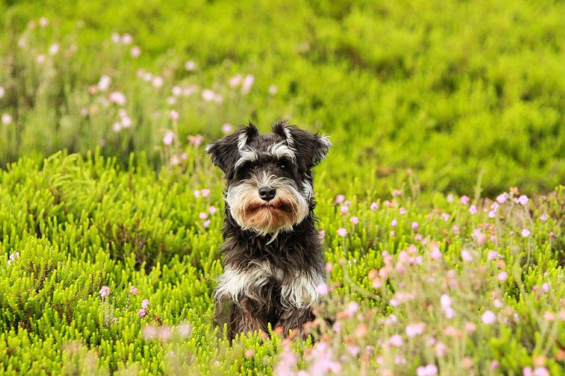 Chow Chow, Shetland Sheepdog, Lhasa Apso, Shiba Inu, Tibetan Spaniel, Italian Greyhound, Siberian Husky, Pembroke Welsh Corgi, Spanish Greyhound, Pekingese, Australian Cattle Dog, Schipperke, Miniature Pinscher, Papillon, Shih Tzu, West Highland White Terrier, Lakeland Terrier, Dachshund, Pomerania, Jack Russell Terrier, Schnauzer, Yorkshire Terrier, Border Collie, Boykin Spaniel, Manchester Terrier, Coton de Tulear, Lagotto Romagnolo, Rat Terrier, Chihuahua