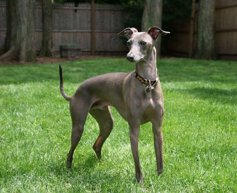 Italian Greyhound Chow Chow, Shetland Sheepdog, Lhasa Apso, Shiba Inu, Tibetan Spaniel, Italian Greyhound, Siberian Husky, Pembroke Welsh Corgi, Spanish Greyhound, Pekingese, Australian Cattle Dog, Schipperke, Miniature Pinscher, Papillon, Shih Tzu, West Highland White Terrier, Lakeland Terrier, Dachshund, Pomerania, Jack Russell Terrier, Schnauzer, Yorkshire Terrier, Border Collie, Boykin Spaniel, Manchester Terrier, Coton de Tulear, Lagotto Romagnolo, Rat Terrier, Chihuahua