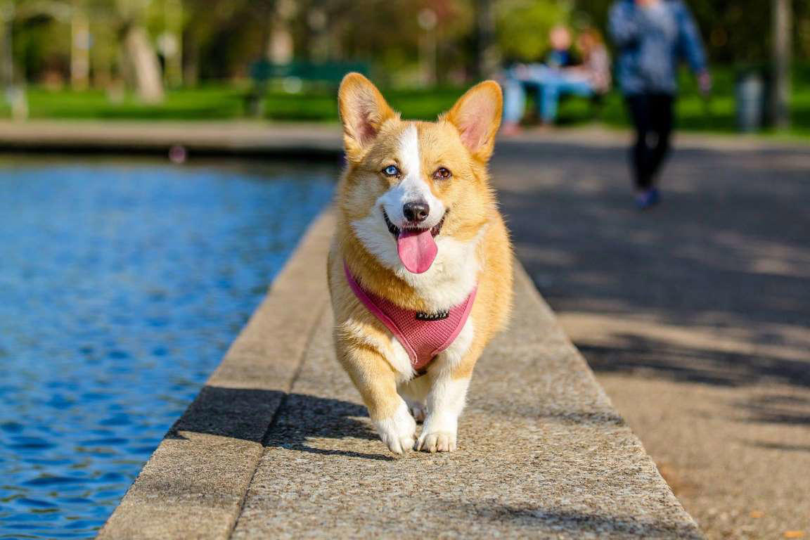 Pembroke Welsh Corgi Chow Chow, Shetland Sheepdog, Lhasa Apso, Shiba Inu, Tibetan Spaniel, Italian Greyhound, Siberian Husky, Pembroke Welsh Corgi, Spanish Greyhound, Pekingese, Australian Cattle Dog, Schipperke, Miniature Pinscher, Papillon, Shih Tzu, West Highland White Terrier, Lakeland Terrier, Dachshund, Pomerania, Jack Russell Terrier, Schnauzer, Yorkshire Terrier, Border Collie, Boykin Spaniel, Manchester Terrier, Coton de Tulear, Lagotto Romagnolo, Rat Terrier, Chihuahua