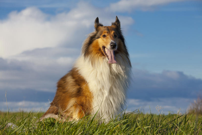 9/11 Canine Rescue Team, Bo Obama, Beethoven, Rin Tin Tin, Scooby-Doo