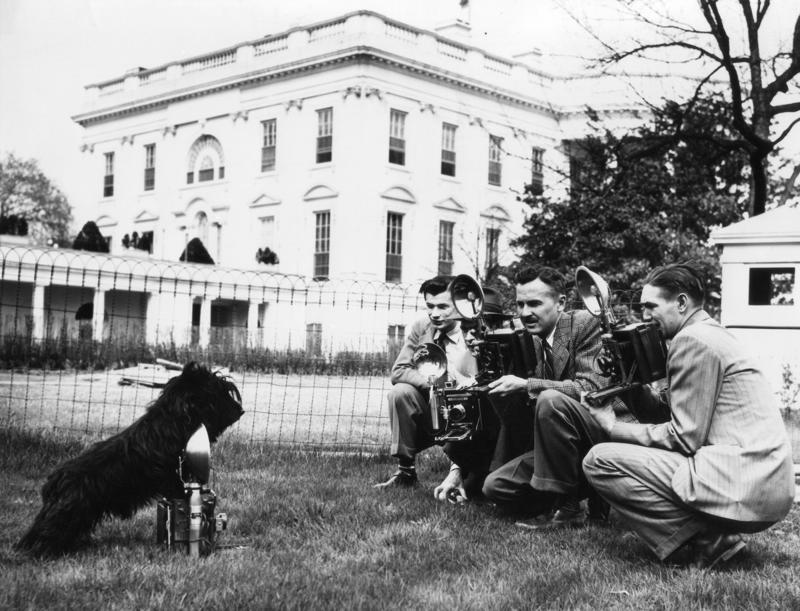 9/11 Canine Rescue Team, Bo Obama, Beethoven, Rin Tin Tin, Scooby-Doo