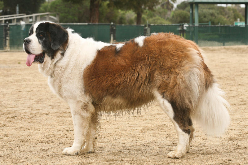 9/11 Canine Rescue Team, Bo Obama, Beethoven, Rin Tin Tin, Scooby-Doo