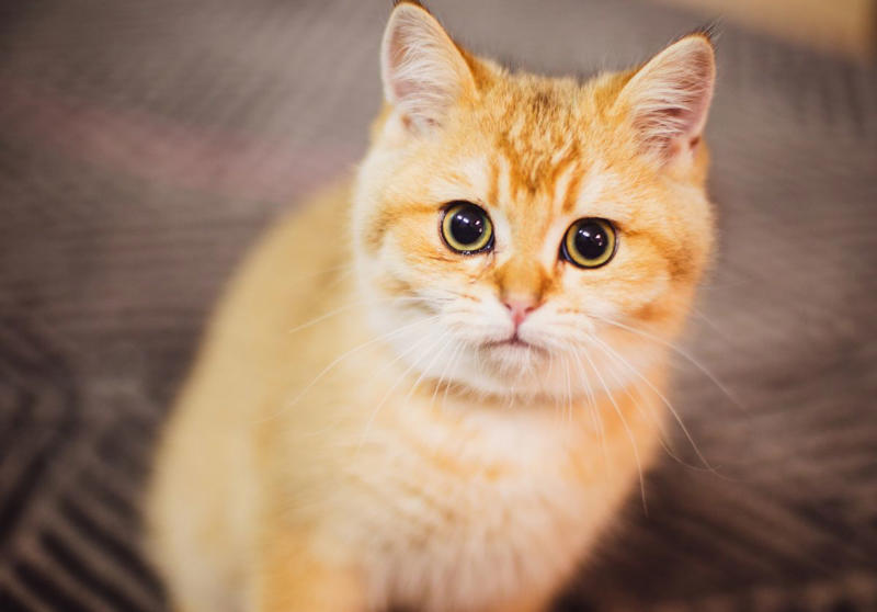 2) British Shorthair 2) British Shorthair, 4) Persian, 6) Munchkin, 8) Cornish Rex, 9) American Bobtail, 10) Siberian