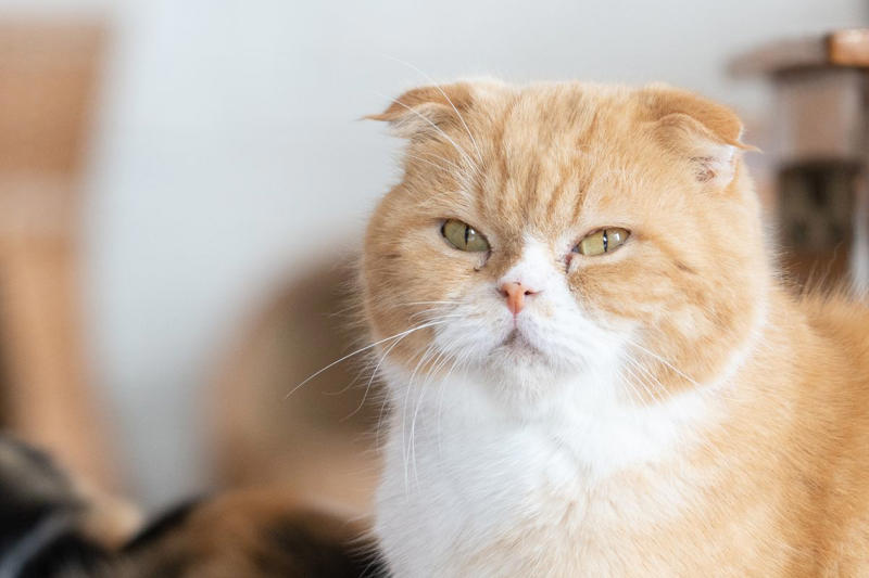 Orange cat genes, Are orange cats rare?, American Shorthair, British Shorthair, Maine Coon, Scottish Fold, Munchkin, Cornish Rex, American Bobtail, Siberian, Should you adopt an orange cat?