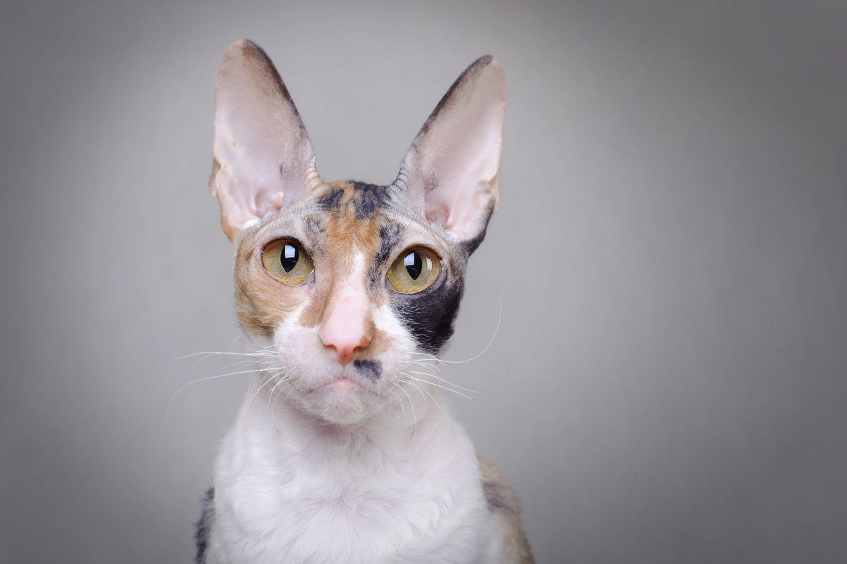 8) Cornish Rex 2) British Shorthair, 4) Persian, 6) Munchkin, 8) Cornish Rex, 9) American Bobtail, 10) Siberian