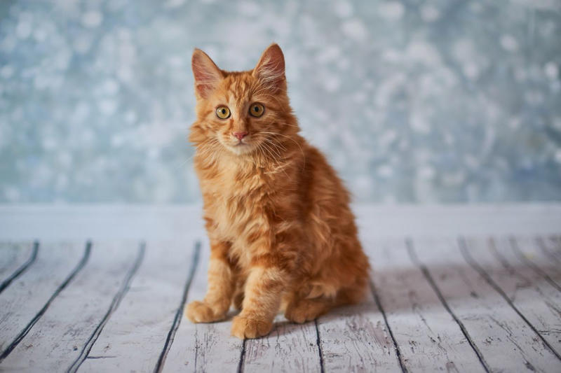 9) American Bobtail 2) British Shorthair, 4) Persian, 6) Munchkin, 8) Cornish Rex, 9) American Bobtail, 10) Siberian