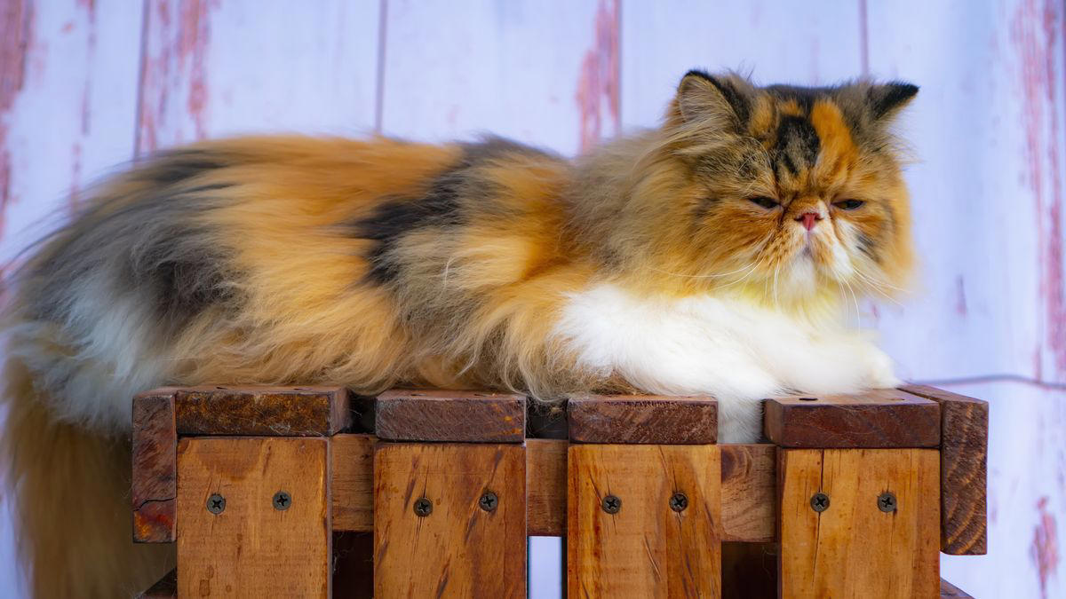 4) Persian 2) British Shorthair, 4) Persian, 6) Munchkin, 8) Cornish Rex, 9) American Bobtail, 10) Siberian
