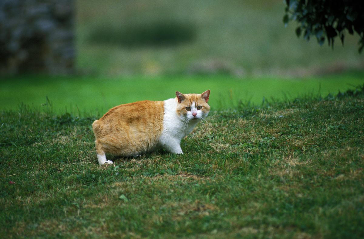 7) Manx 2) British Shorthair, 4) Persian, 6) Munchkin, 8) Cornish Rex, 9) American Bobtail, 10) Siberian