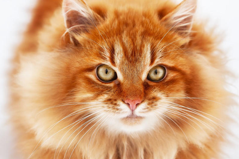 10) Siberian 2) British Shorthair, 4) Persian, 6) Munchkin, 8) Cornish Rex, 9) American Bobtail, 10) Siberian