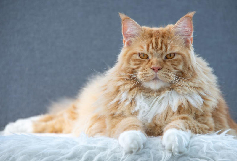 Orange cat genes, Are orange cats rare?, American Shorthair, British Shorthair, Maine Coon, Scottish Fold, Munchkin, Cornish Rex, American Bobtail, Siberian, Should you adopt an orange cat?