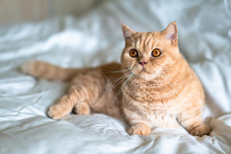 6) Munchkin 2) British Shorthair, 4) Persian, 6) Munchkin, 8) Cornish Rex, 9) American Bobtail, 10) Siberian
