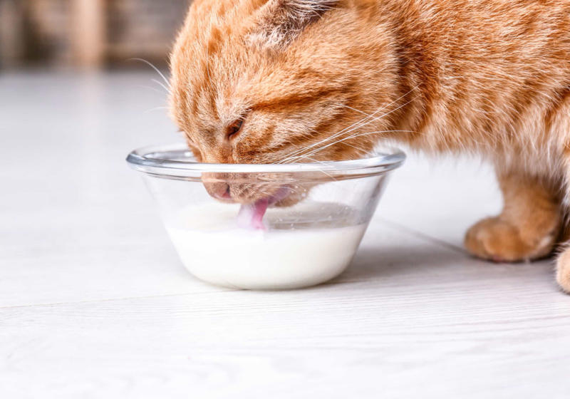 Cats love milk Cats prefer food to people, Purring just means they’re happy, Cats can be dangerous for babies, All cats love catnip, Cats love milk, Cats are nocturnal creatures, They use their whiskers for balance, Color and personality, Cats sleep a lot because they’re lazy, Stray cats and feral cats are the same thing, Indoor cats are unlikely to get sick, Domestication of cats first occurred in Egypt, Cats like to be fed like dogs, Cats are fine with a vegetarian diet, Cats are colorblind, Cats are smarter than dogs