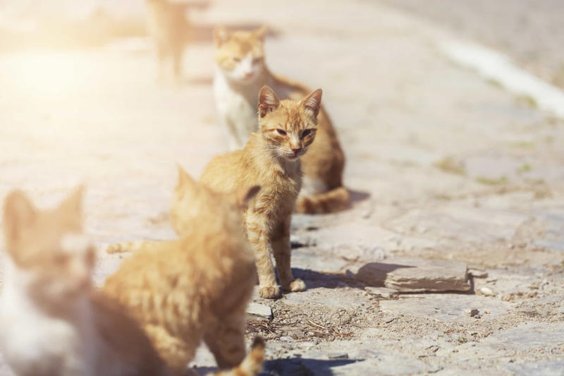 Stray cats and feral cats are the same thing Cats prefer food to people, Purring just means they’re happy, Cats can be dangerous for babies, All cats love catnip, Cats love milk, Cats are nocturnal creatures, They use their whiskers for balance, Color and personality, Cats sleep a lot because they’re lazy, Stray cats and feral cats are the same thing, Indoor cats are unlikely to get sick, Domestication of cats first occurred in Egypt, Cats like to be fed like dogs, Cats are fine with a vegetarian diet, Cats are colorblind, Cats are smarter than dogs