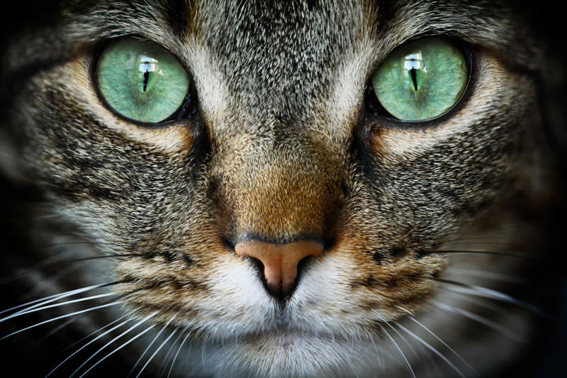 Cats are colorblind Cats prefer food to people, Purring just means they’re happy, Cats can be dangerous for babies, All cats love catnip, Cats love milk, Cats are nocturnal creatures, They use their whiskers for balance, Color and personality, Cats sleep a lot because they’re lazy, Stray cats and feral cats are the same thing, Indoor cats are unlikely to get sick, Domestication of cats first occurred in Egypt, Cats like to be fed like dogs, Cats are fine with a vegetarian diet, Cats are colorblind, Cats are smarter than dogs