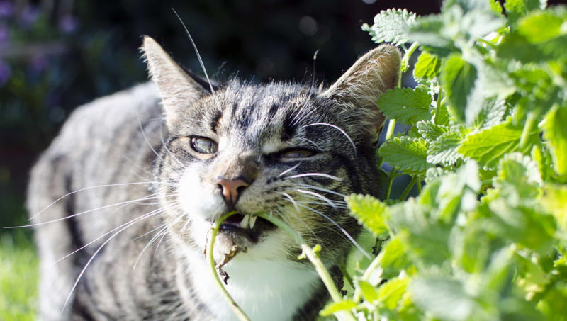 All cats love catnip Cats prefer food to people, Purring just means they’re happy, Cats can be dangerous for babies, All cats love catnip, Cats love milk, Cats are nocturnal creatures, They use their whiskers for balance, Color and personality, Cats sleep a lot because they’re lazy, Stray cats and feral cats are the same thing, Indoor cats are unlikely to get sick, Domestication of cats first occurred in Egypt, Cats like to be fed like dogs, Cats are fine with a vegetarian diet, Cats are colorblind, Cats are smarter than dogs