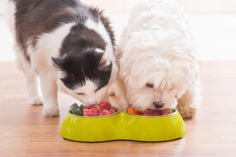 Cats like to be fed like dogs Cats prefer food to people, Purring just means they’re happy, Cats can be dangerous for babies, All cats love catnip, Cats love milk, Cats are nocturnal creatures, They use their whiskers for balance, Color and personality, Cats sleep a lot because they’re lazy, Stray cats and feral cats are the same thing, Indoor cats are unlikely to get sick, Domestication of cats first occurred in Egypt, Cats like to be fed like dogs, Cats are fine with a vegetarian diet, Cats are colorblind, Cats are smarter than dogs