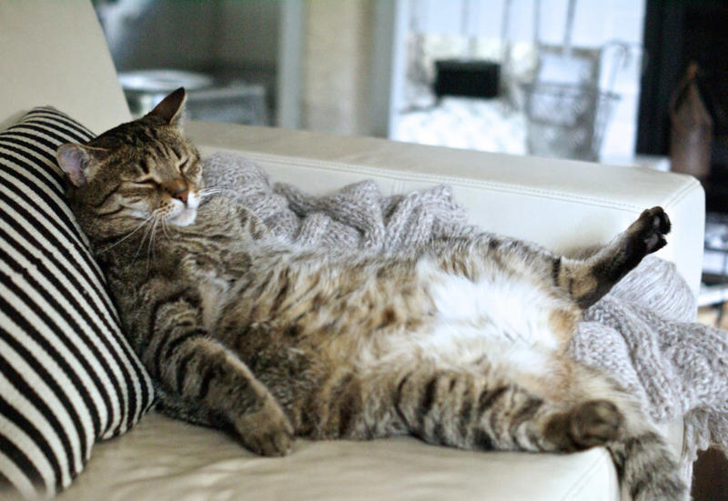 Cats sleep a lot because they’re lazy Cats prefer food to people, Purring just means they’re happy, Cats can be dangerous for babies, All cats love catnip, Cats love milk, Cats are nocturnal creatures, They use their whiskers for balance, Color and personality, Cats sleep a lot because they’re lazy, Stray cats and feral cats are the same thing, Indoor cats are unlikely to get sick, Domestication of cats first occurred in Egypt, Cats like to be fed like dogs, Cats are fine with a vegetarian diet, Cats are colorblind, Cats are smarter than dogs