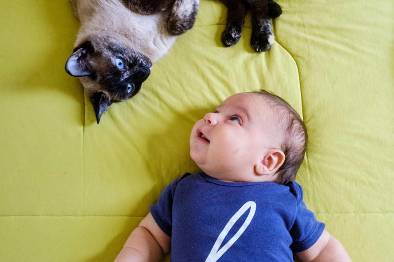 Cats can be dangerous for babies Cats prefer food to people, Purring just means they’re happy, Cats can be dangerous for babies, All cats love catnip, Cats love milk, Cats are nocturnal creatures, They use their whiskers for balance, Color and personality, Cats sleep a lot because they’re lazy, Stray cats and feral cats are the same thing, Indoor cats are unlikely to get sick, Domestication of cats first occurred in Egypt, Cats like to be fed like dogs, Cats are fine with a vegetarian diet, Cats are colorblind, Cats are smarter than dogs