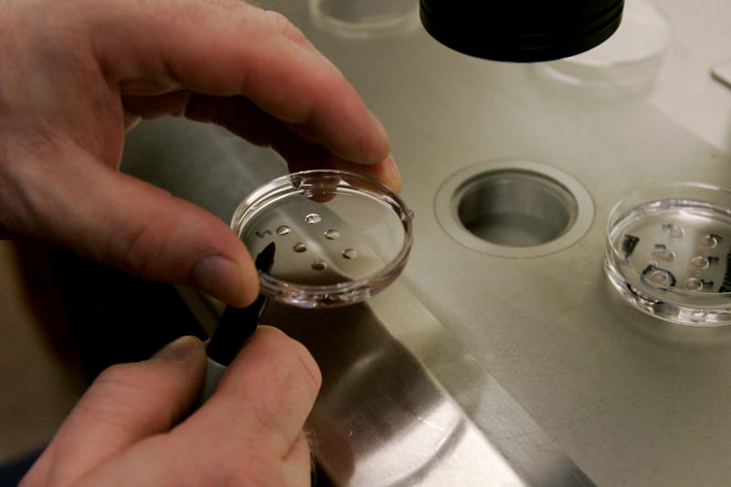 This is not science fiction but real news, The embryo amazes the world, What is a chimera?, It all started with stem cells..., Objective: to create organs for transplantation, Mixing rats and mice worked, Failed to mix human and pig, Monkeys are very similar to humans, Organ factories within living beings?, No adult version of the embryo, "Rethink our moral standards", The anticipated future of 'The Island of Doctor Moreau', China is the place for experimentation, A different planet