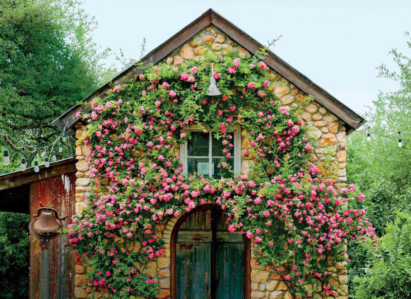 'Dortmund' Climbing Rose, Bougainvillea, Clematis, American Wisteria, Trumpet Creeper, Purple Passionflower (Maypop), Star Jasmine, Carolina Jessamine, Hybrid Mandevillas, Morning Glories, Crossvine, Coral Honeysuckle, Climbing Hydrangea, 'Peggy Martin' Rose, Common Honeysuckle, Black-Eyed Susan Vine, Cup And Saucer Vine, Sweet Pea