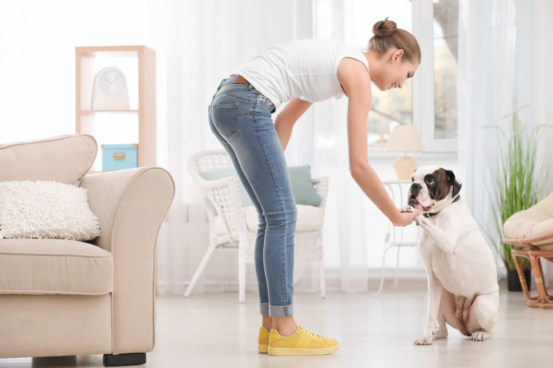 Record Before you get a dog, Walk around, Exercise, Education, Not human!, Consistency, Stimulator, Keep on going, The leash